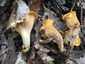 Halvány rókagomba (Cantharellus pallens), Pilis